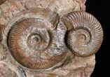 Large Hammatoceras Ammonite Display Piece #4337-6